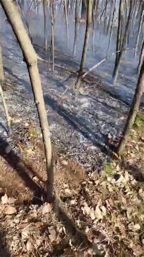 Incendiu de vegetație la Satu Mare