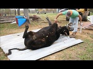 (Spanish Version) Matanza de Ternero | Beef Butchering on Small Family Farm | Grass-Fed | Homestead