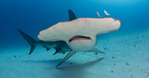 Dónde consiguió su martillo el tiburón martillo