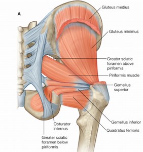 Interval 9 - Hand and Foot: dissection details