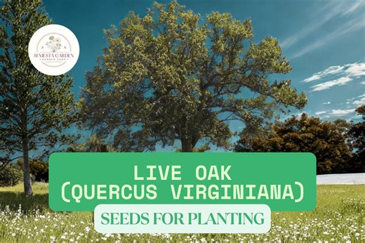 Live Oak Seeds for Planting – Quercus Virginiana (5 Large Fresh Seeds) – Southern Live Oak Tree - Etsy