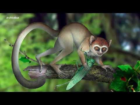 Människans evolution - Biologi 1 (100 p)