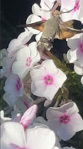 Hummingbird hawk-moth