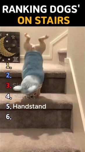 DOGS VS. STAIRS: Ranking The Moments 😂