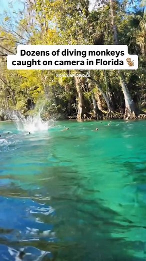 Only in Florida on Instagram: "Diving monkeys caught on camera 😯🐒 #OnlyinFlorida Wild rhesus macaque monkeys can be found in Silver Springs State Park near Ocala, Florida. These monkeys were introduced in the 1930s for tourism and now roam the riverbanks. Visitors can potentially spot them by kayaking or by walking on the Ross Allen Island boardwalk, but should not feed them and maintain a safe distance due to potential risks, including a rare herpes virus they can carry. 📍 Ocala, Florida Tag