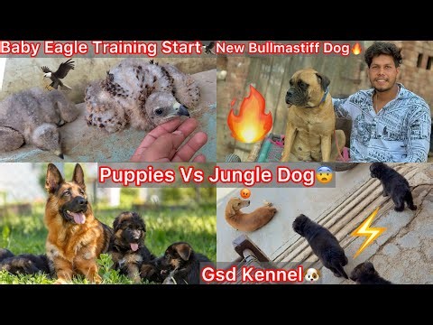 New Giant Bullmastiff Dog Liya😍|| Gsd Kennel Par Gye🐶Puppies Vs Desi Dogs😨Eagle Ki Training Start🦅