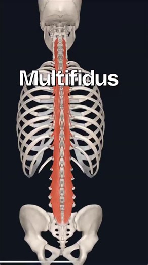 DrVikas Pandey on Instagram: "The multifidus is a deep spinal muscle that runs along both sides of the spine from the neck to the pelvis. It is one of the most important stabilizing muscles of the back. Functions ✔ Spine Stability: The main job of the multifidus is to keep the spine stable during movements like bending, lifting, standing, and walking. ✔ Posture Support: It helps maintain an upright posture and prevents excessive spinal movements. ✔ Segmental Control: Each small part of the muscl