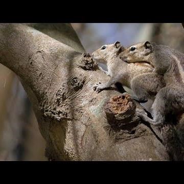 Squirrel mating