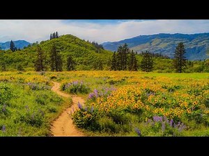 Soft Dreamy Wildflowers & Mountain Views | Vintage Cinematic Nature of Olalla Canyon Ridge Trail 4K