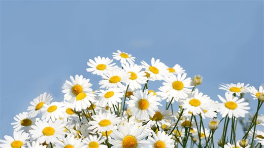 Girl Scout Daisy Days Event Ideas