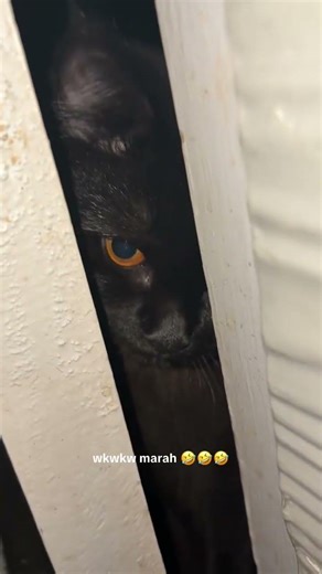 marah karena gak di bukain pintu mau masak kamar 🤣🤣 #cat #fypシ #kucinglucu #kucing #shortvideo