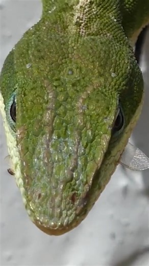 The Wild Report | The green anole (Anolis carolinensis) is one of the most commonly encountered native lizards in the Southeastern U.S, and also one of our... | Instagram