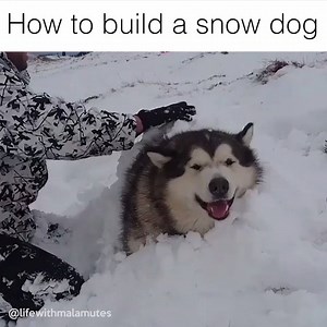 193K views | Caption: How to build a snow dog Credit: https://www.instagram.com/lifewithmalamutes/ | LOLKidz | Facebook