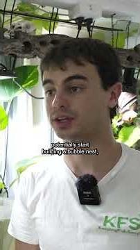 Everyone thinks you need a fish room… Meanwhile, I’m breeding bettas in a tub 😅🐠