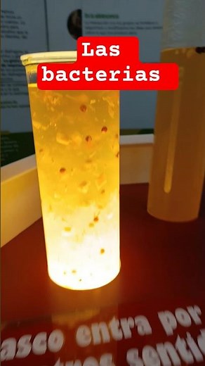 IMPRESIONANTE como se reproducen las bacterias.
