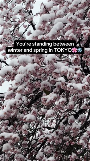 Experience Winter and Spring at Shinjuku Gyoen