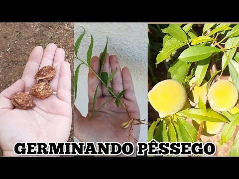 THE BEST WAY TO GERMINATE PEACH SEEDS 🍑