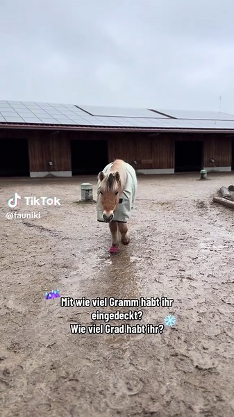 #deckenpferd #eindecken #reitsporr #equestrian #equestrianlife