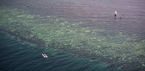 Great Barrier Reef disaster is the latest harbinger of a global mass extinction