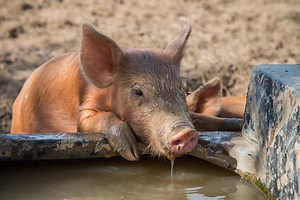 Linking pig and human gut health « Life Sciences# « Cambridge Core Blog