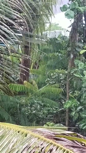 💧 Rain Falling on the Trees 🌳 #shorts #feed #rain #viral #sleep