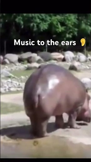 Hippos longest fart recorded #cute #pets #wildlife #hippo #funny