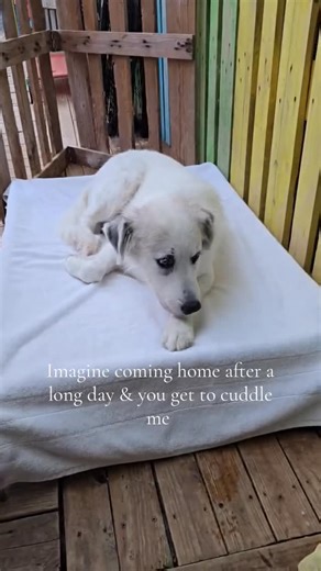 ✨Angel✨ One of the sweetest dogs you will ever meet. Angel came into the rescue with her big fluffy puppies & now that they have all found furever homes, it’s Angels turn 🥹 Angel is your laid back, gentle & quiet girl that enjoys the occasional zoomies in the yard. She loves everyone & every dog she meets. Enjoys walks & endless cuddles. Apply to adopt Angel at https://greatpyratlanta.com/apply-to-adopt/ #greatpyrenees #dogrescue #dogsoftiktok #rescuedog #adoptme #greatpyreneesofthehour #adoptd