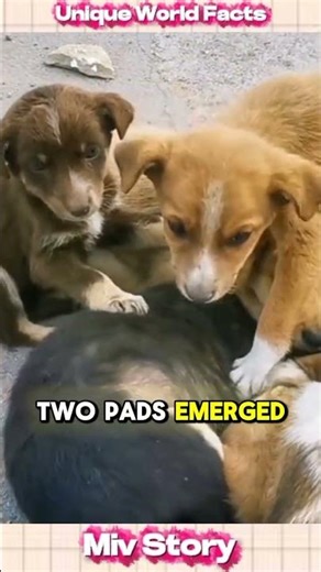 Dogs vs Wolves: Lessons from Domestication #shorts #DogLife