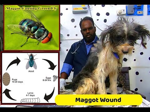 Maggot Wounds in Dog | What is Maggot Wound or Myiasis ?