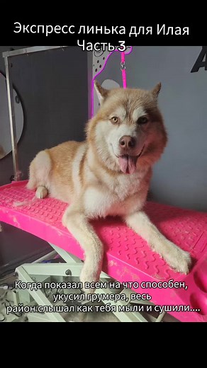 На самом деле Илай очень хороший и добрый мальчик. Просто очень не любит мыться и сушиться феном. Хозяин об этом предупреждал, и даже помогал держать Илая во время купания. #собаки #ирагруминг #molodechno #зоосалон_Адель #экспресслинька #хаски #молодечно #шерстьнеприправа