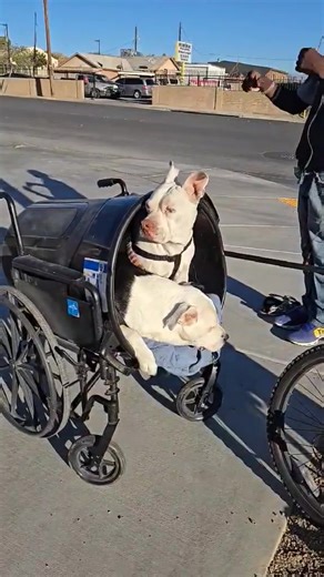 He’s had a few real bike carts before, but they kept getting stolen, so he decided to get creative. 💡 We love his invention—it actually works! Hopefully he avoids the busy streets, and we told him if anything happens to this one, he can always check back with us for a used cart. ❤️🤍🖤 . #Streetdogzlv #Clubhouse on #Vegas #bicycle #MoreThanJustFood #val #Lola | Street Dogz