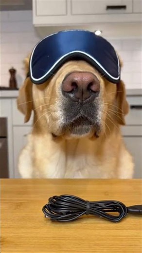 My Dog Tried To Eat My Computer!