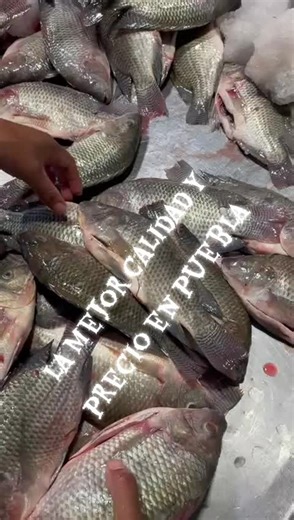 La Mejor Mojarra en Villa del Mar Puebla