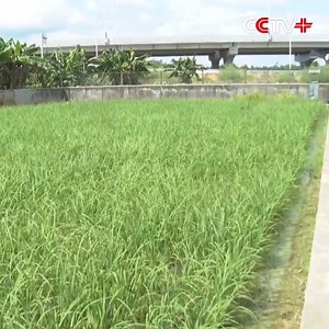 5.8K views · 212 reactions | Agritech Makes Rice Farming More Efficient in South China's Guangdong A district in Guangzhou City of south China's Guangdong Province has been successful in promoting rural revitalization with the application of modern agricultural technologies to increase the output and improve the quality of the local region's traditional farm produce of paddy rice over recent years. https://www.cctvplus.com/news/20210924/8228346.shtml#!language=1 | CCTV+ | Facebook