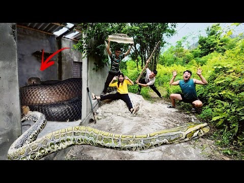 Horrifying! Brave Hunters Rescue Ethnic Girl from 3 Ferocious Giant Pythons in Abandoned House