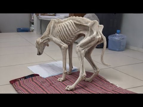 He Stopped Eating Out of Longing for the Owner Who Abandoned Him, Until He Became Skin and Bones