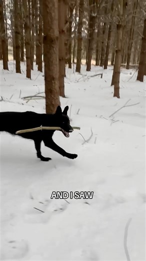 Big time of year for all the stick dogs out there! 🪾🐕 There’s nothin’ in this world like seeing a dog find a good stick 🤣 #stickseason #noahkahan #dogsoftiktok #dog #stickdog | The Pet Collective