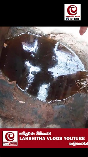 Vermicompost Farming Tips for Black Gold: How to Start Your Own Compost