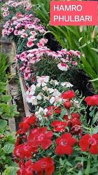Get Heavy Flowering in Dianthus 🌸 | Simple Care Tips for Maximum Blooms | #shorts