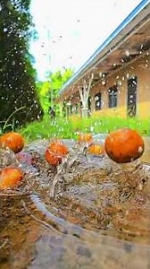 Falling Cotton fruit Cinematic footage and rainy effects #mobilevideoediting #mobilevideography
