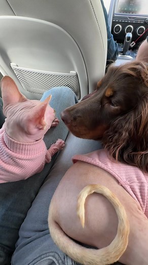 Introducing Sphynx Cats to Family Dogs