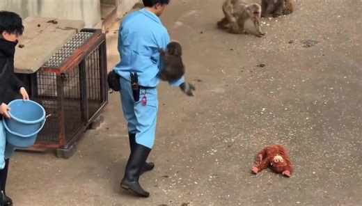 Monyet yang ditinggalkan ibunya viral dengan membawa boneka yang di jadikan sosok ibunya kini viral di media sosial dan menarik perhatian boneka Punch the monkey had to learn the hard way after being abandoned by his mom and shunned by his troop. But then a plot twist happened: a simple plush toy became his whole world and his “surrogate” mom. 🎥: X/Ichikawa_zoo #PeopleToday #monyet #boneka #jepang #viral