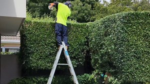 Create the Perfect Hedge with Expert Tree Care