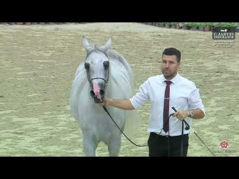 N.187 SARI AL BAHYA - The 27th Sharjah International AH Festival 2026 - Stallions 4