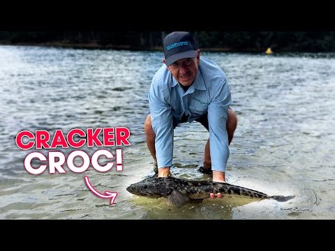 Landing a MONSTER Flathead on 6 pound line!