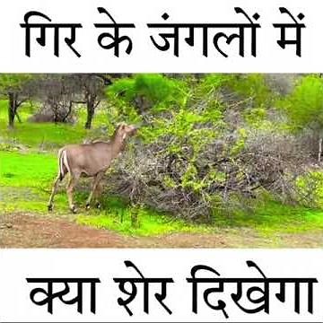 जंगल में निकले हैं शेर देखने @Experiment king #youtubeshorts Fact Tech