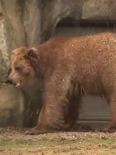 Bears Enjoy Cheese-Shaped Piñata at Brookfield Zoo