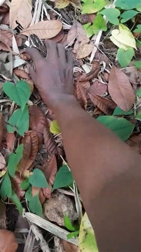 the joy of catching quail in a tree nest