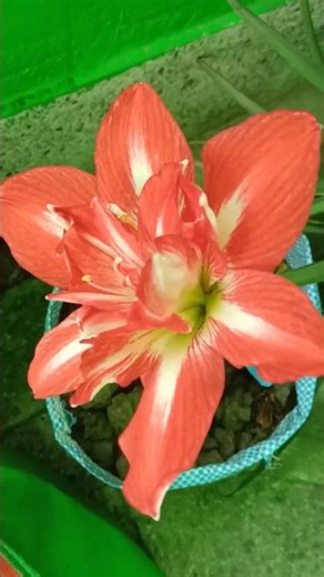 Germany & Vietnam Imported 20 Rare Varieties Amaryllis Lily Bulbs available for Sale. Mob:8101454816