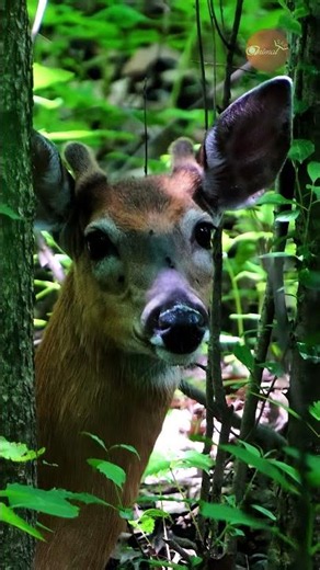 Caught on Camera: A Wild Buck Growing Velvet Antlers Deep in the Woods!